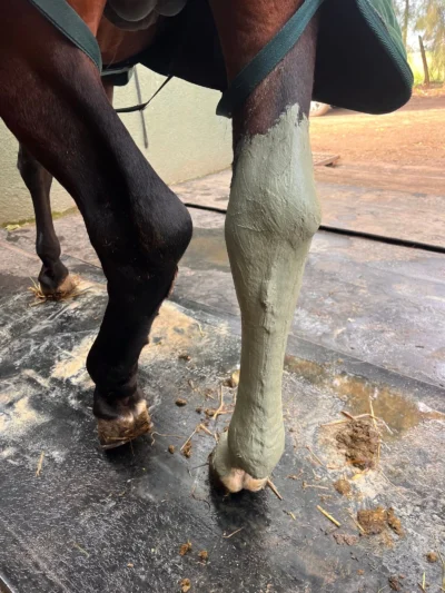 application argile sur jambe cheval application argile sur jambe cheval