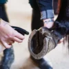 soin-pour-sabot-application soin-pour-sabot-pied-cheval